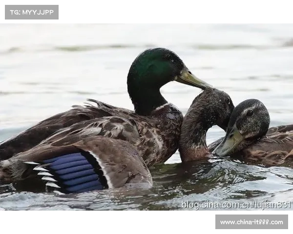 如何通过新职业提升鹅鸭杀游戏策略和团队合作效率